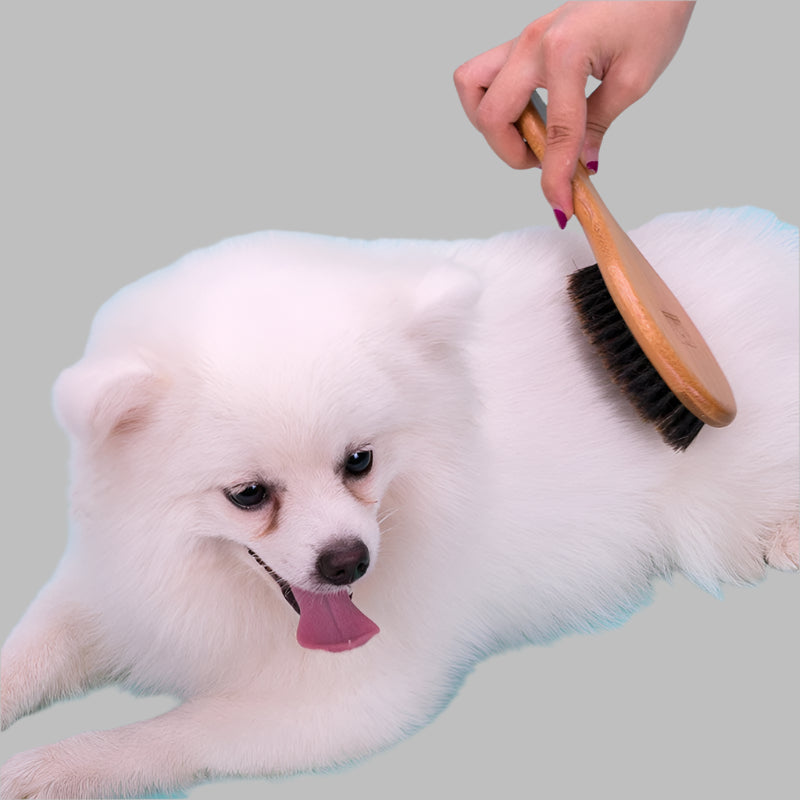 Bristles Hair Brush Pet Comb